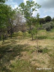 Prunus amygdalus