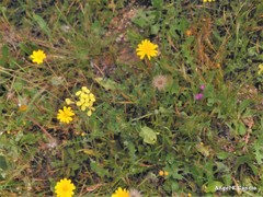 Brassica barrelieri