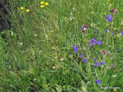 Anchusa azurea