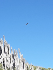 Buteogallus lacernulatus