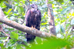 Pernis ptilorhynchus