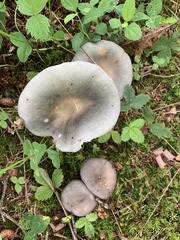 Russula modesta