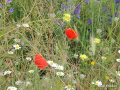 Hordeum murinum leporinum