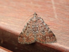 Dichromodes disputata