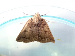 Androchela camptodes