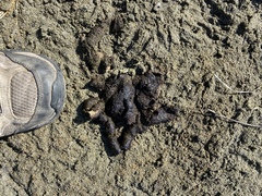 Pelecaniformes