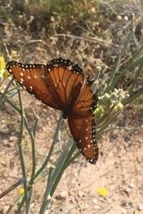 Danaus gilippus