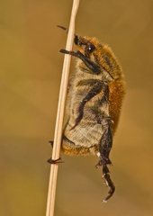 Chaetopteroplia segetum