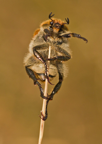 Chaetopteroplia segetum