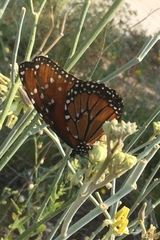 Danaus gilippus