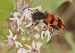 Trichodes crabroniformis