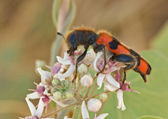Trichodes crabroniformis
