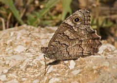 Hipparchia fatua