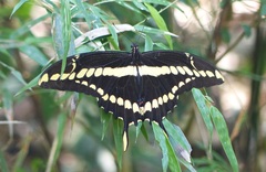 Heraclides thoas brasiliensis