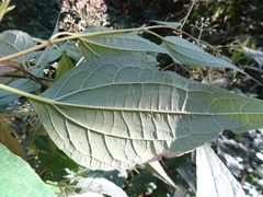 Critoniinae
