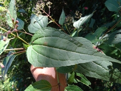 Critoniinae