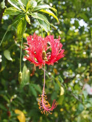 Hibiscus schizopetalus