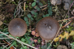 Entoloma hebes