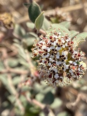 Euphorbia tomentulosa
