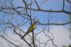 Tyrannus albogularis