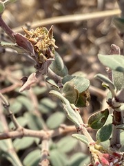 Euphorbia tomentulosa