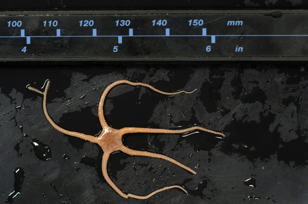Ophioplinthus