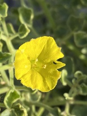 Physalis crassifolia infundibularis