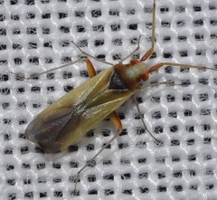 Nasocoris ephedrae