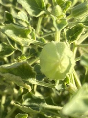 Physalis crassifolia infundibularis