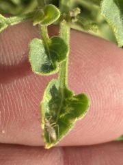 Physalis crassifolia infundibularis