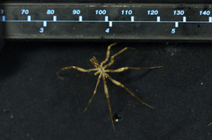 Pentanymphon antarcticum