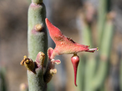 Euphorbia lomelii