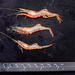 Antarctic Shrimp - Photo (c) Jackson W.F. Chu, some rights reserved (CC BY-NC-SA), uploaded by Jackson W.F. Chu