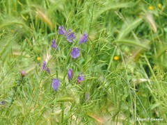 Brassica barrelieri