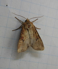 Apamea alia