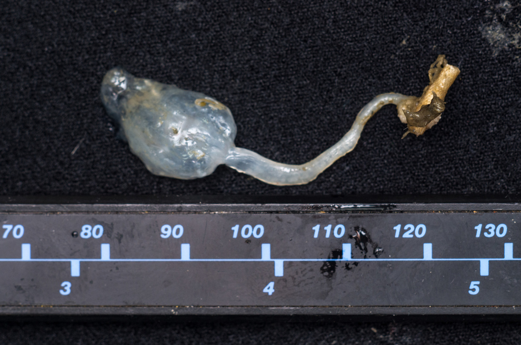 Molgula pedunculata