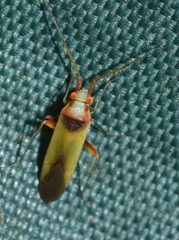 Nasocoris ephedrae