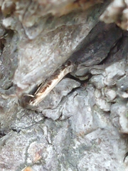 Erechthias fulguritella