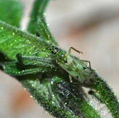 Nesidiocoris tenuis