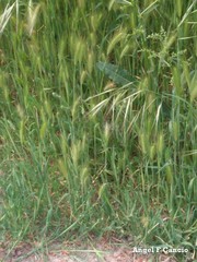 Bromus diandrus