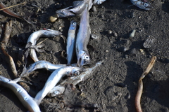 Mallotus catervarius