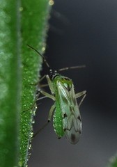 Nesidiocoris tenuis