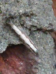 Erechthias fulguritella