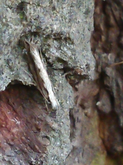 Erechthias fulguritella