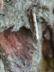 Erechthias fulguritella