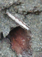 Erechthias fulguritella