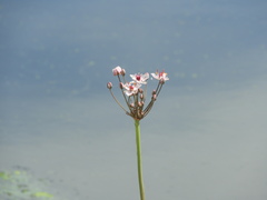 Butomus umbellatus