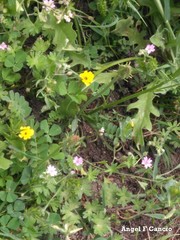 Capsella bursa-pastoris