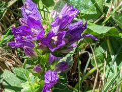 Campanula glomerata
