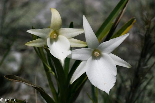 Angraecum protensum - Photo (c) Stuart Cable, some rights reserved (CC BY-NC), uploaded by Stuart Cable
